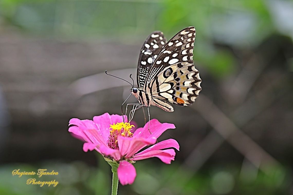Common Lime butterfly (Papilio demoleus) "sucking nectar on the Zinnia flower"  Geotagged,Indonesia,Papilio demoleus,Summer