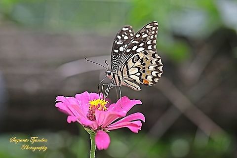 Common Lime butterfly (Papilio demoleus) "sucking nectar on the Zinnia flower"  Geotagged,Indonesia,Papilio demoleus,Summer