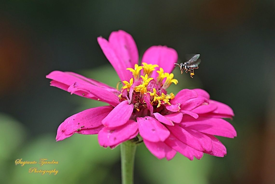 A Stingless Honey Bee (Meliponini) looking for nectar onto Zinnia flower  Geotagged,Indonesia,Summer