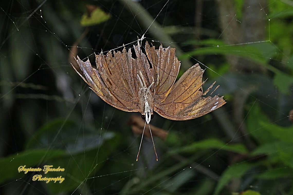 an Autumn leaf butterfly, Doleschallia bisaltide "trapped in a cobweb"  Autumn leaf,Doleschallia bisaltide,Geotagged,Indonesia,Summer