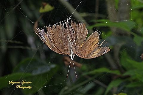 an Autumn leaf butterfly, Doleschallia bisaltide "trapped in a cobweb"  Autumn leaf,Doleschallia bisaltide,Geotagged,Indonesia,Summer