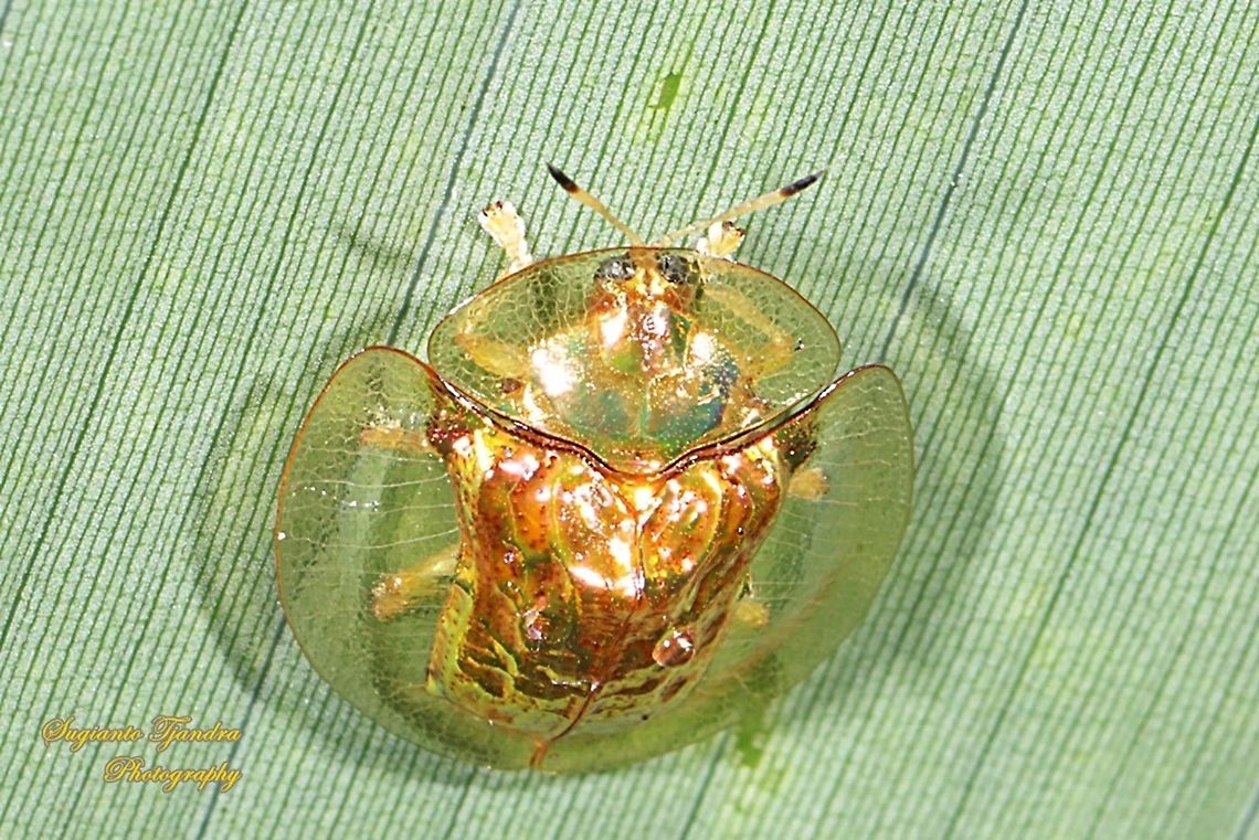 Golden tortoise beetle, Chrysomelidae  Geotagged,Indonesia,Summer