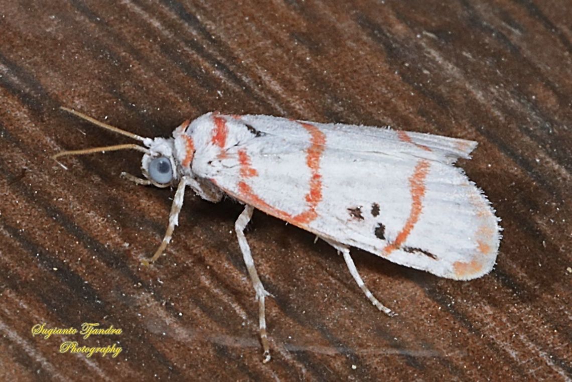 Red-striped Lichen Moth, Cyana sp., Lithosiini, Arctiinae, Erebidae  Geotagged,Indonesia,Summer