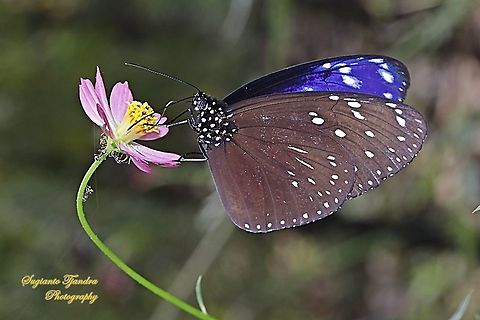 Striped Blue Crow (Euploea mulciber basilissa) - male sucking nectar on the Cosmos caudatus  Euploea mulciber,Fall,Geotagged,Indonesia,Striped Blue Crow