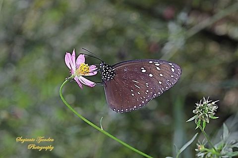 Striped Blue Crow (Euploea mulciber basilissa) - male sucking nectar on the Cosmos caudatus  Euploea mulciber,Fall,Geotagged,Indonesia,Striped Blue Crow