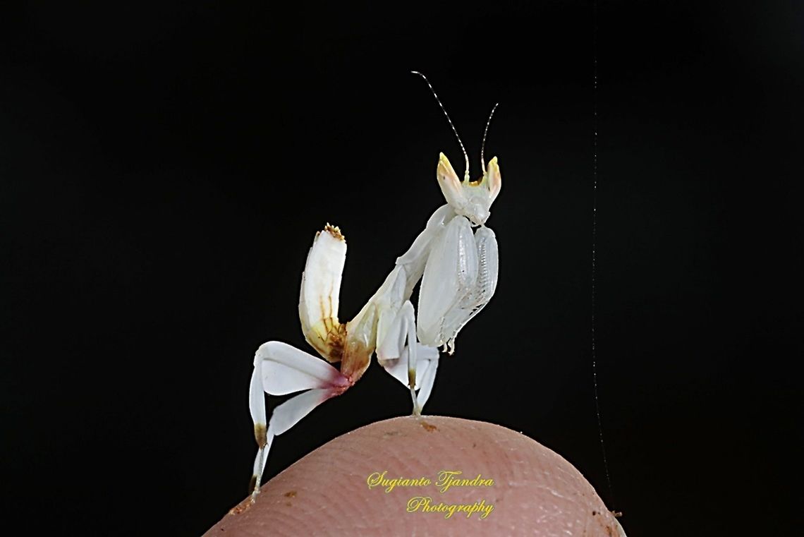 White flower mantis, Hymenopus (Hymenopodidae)  Geotagged,Indonesia,Summer