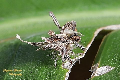 Debris-carrying Lacewing larvae  Geotagged,Indonesia,Summer