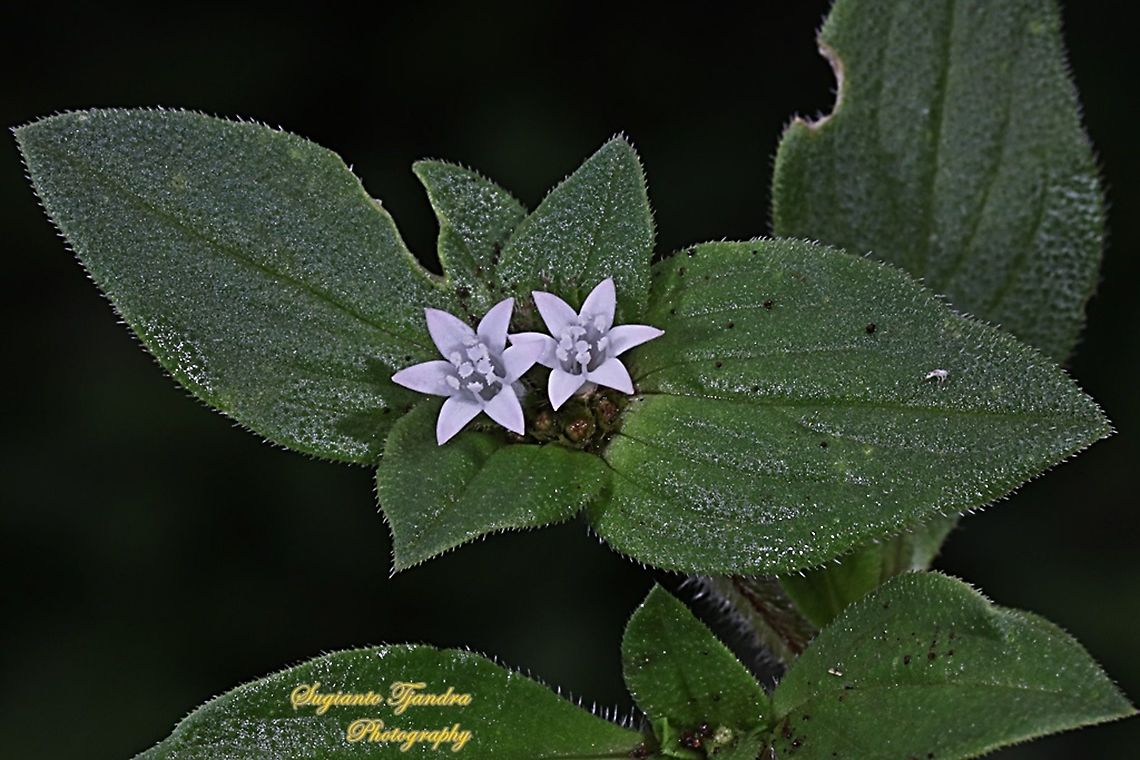 Brazilian calla-lily, Richardia brasiliensis, family Rubiaceae  Fall,Geotagged,Indonesia,Richardia brasiliensis