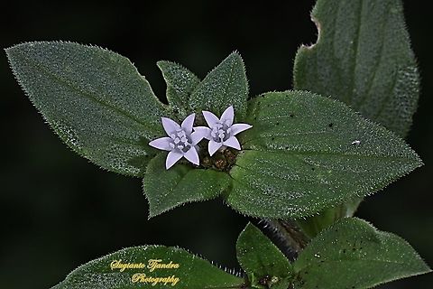 Brazilian calla-lily, Richardia brasiliensis, family Rubiaceae  Fall,Geotagged,Indonesia,Richardia brasiliensis