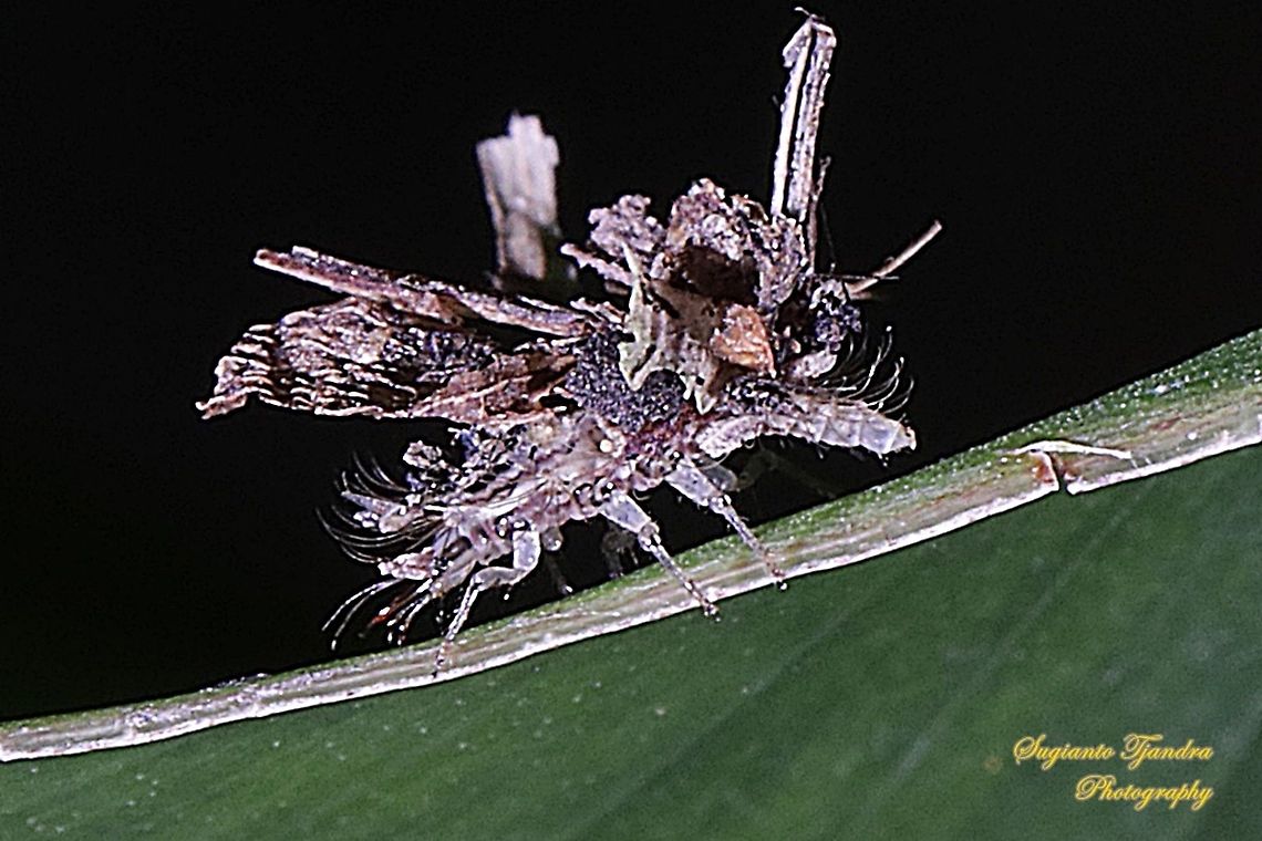 Debris-carrying Lacewing larvae  Geotagged,Indonesia,Summer