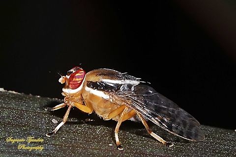 Signal Fly, Scholastes sp.,Platystomatidae  Geotagged,Indonesia,Summer