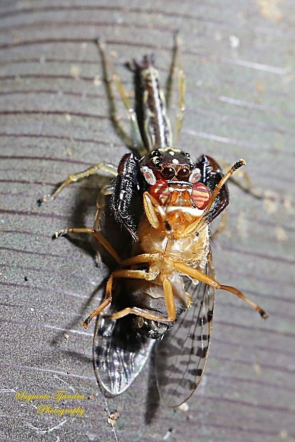 Tiny jumping spider w/prey (Signal fly, Platystomatidae)  Geotagged,Indonesia,Summer