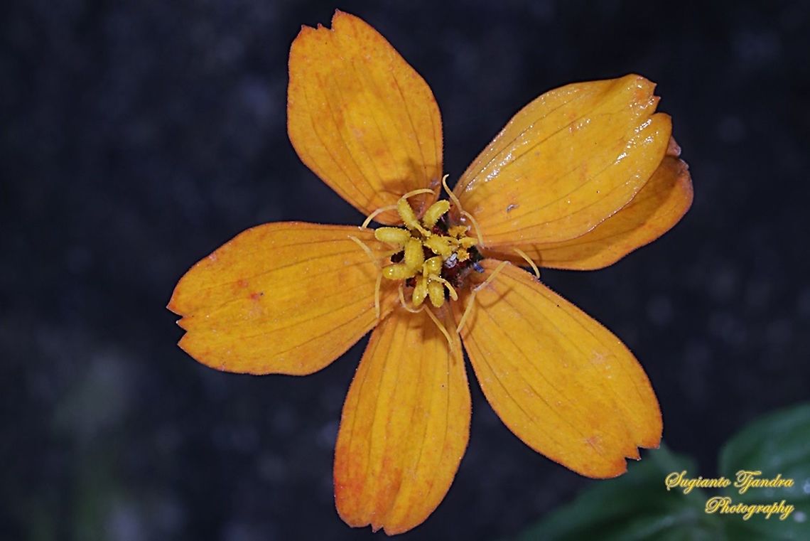 Orange Zinnia flower  Geotagged,Indonesia,Summer
