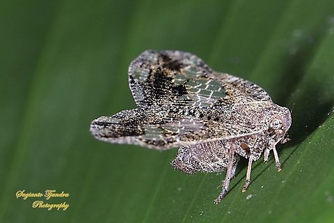 Black Planthopper, Ricania Speculum  Geotagged,Indonesia,Ricania speculum,Ricaniid Planthopper,Summer