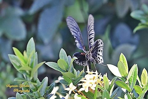 Great Mormon Butterfly, Papilio Memnon Memnon - Male  Geotagged,Great Mormon,Indonesia,Papilio memnon,Summer