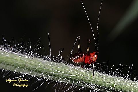 Red bush-cricket/Katydid, Conocephalus melanus, Tettigoniidae Sp.  Conocephalus melanus,Geotagged,Indonesia,Summer