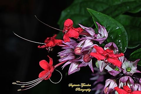 "Nona makan sirih", The Pink Bleeding Heart Vine, Clerodendrum speciosum  Geotagged,Indonesia,Summer