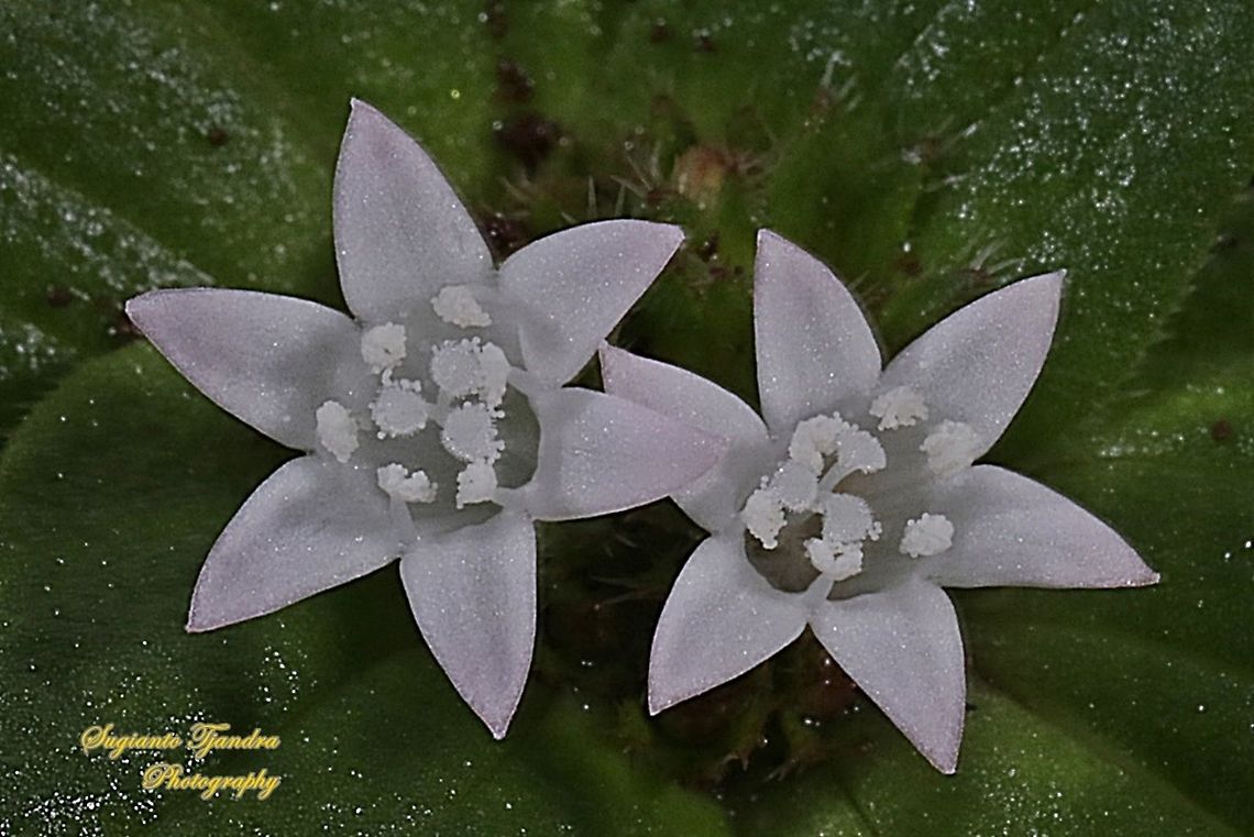 Brazilian calla-lily, Richardia brasiliensis, family Rubiaceae  Fall,Geotagged,Indonesia,Richardia brasiliensis