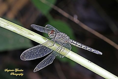 Dragonfly, The crimson marsh glider, Trithemis aurora - female  Crimson Marsh Glider,Geotagged,Indonesia,Summer,Trithemis aurora