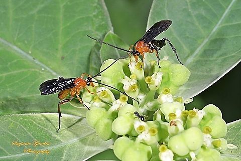 Braconid Wasp (Iphiaulax sp.,Braconidae)  Geotagged,Indonesia,Summer