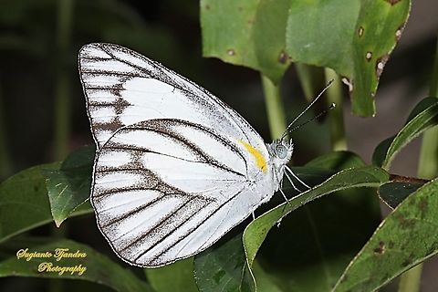 Striped Albatross Butterfly, Appias olferna olferna  Appias olferna,Eastern striped albatross,Geotagged,Indonesia,Summer