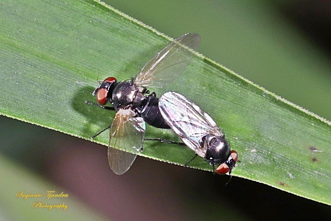 Lonchaeidae fly - Mating  Geotagged,Indonesia,Summer