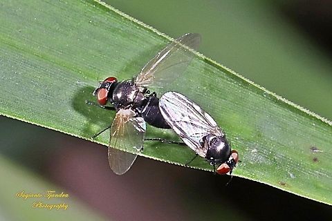Lonchaeidae fly - Mating  Geotagged,Indonesia,Summer