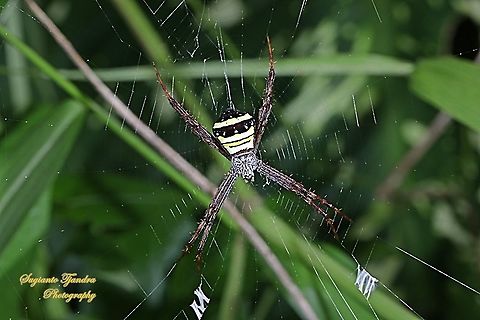 Orb-weaver spider, Argiope Anasuja  Argiope anasuja,Geotagged,Indonesia,Signature Spider,Summer