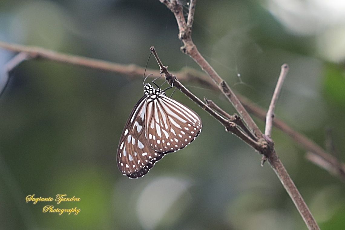 Striped Blue Crow (Euploea mulciber basilissa) - female  Euploea mulciber,Geotagged,Indonesia,Striped Blue Crow,Summer