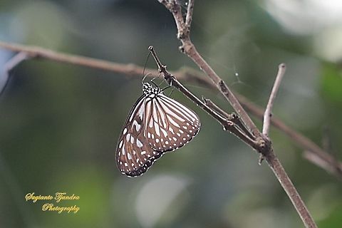 Striped Blue Crow (Euploea mulciber basilissa) - female  Euploea mulciber,Geotagged,Indonesia,Striped Blue Crow,Summer