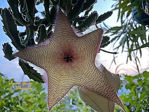 Starfish Cactus flower, Stapelia gigantea (Apocynaceae)  Fall,Geotagged,Indonesia,Stapelia gigantea,Zulu giant