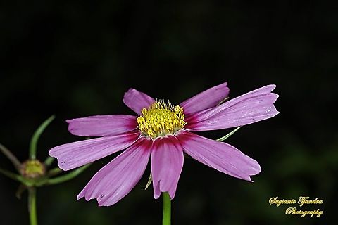 Pink Garden Cosmos, Cosmos bipinnatus  Cosmos bipinnatus,Garden Cosmos,Geotagged,Indonesia,Summer