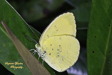 Common grass yellow, Eurema hecabe  Common Grass Yellow,Eurema hecabe,Geotagged,Indonesia,Summer