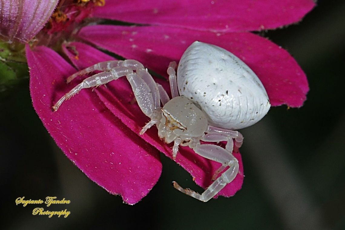 White Crab Spider, Thomisidae sp  Geotagged,Indonesia,Summer