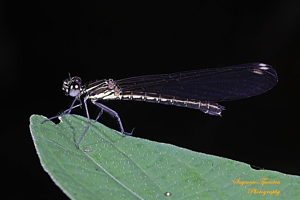 Jewel damselfly/Rhinocypha fenestrata, family Chlorocyphidae - female  Geotagged,Indonesia,Rhinocypha Fenestrata,Rhinocypha fenestrata,Summer
