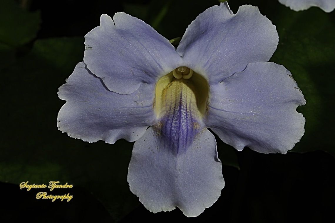 Blue sky flower, Thunbergia grandiflora  Bengal clockvine,Fall,Geotagged,Indonesia,Thunbergia grandiflora
