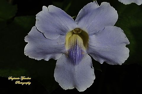 Blue sky flower, Thunbergia grandiflora  Bengal clockvine,Fall,Geotagged,Indonesia,Thunbergia grandiflora