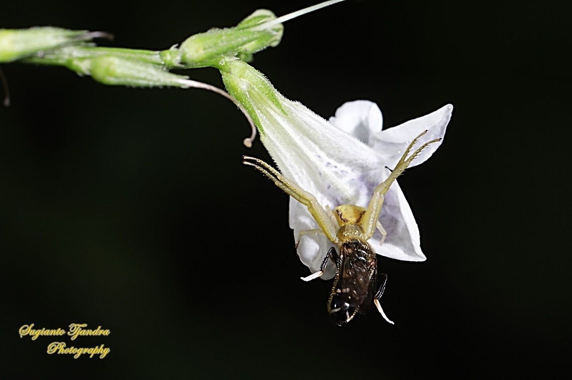 Thomisus Crab Spider w/prey  Geotagged,Indonesia,Summer