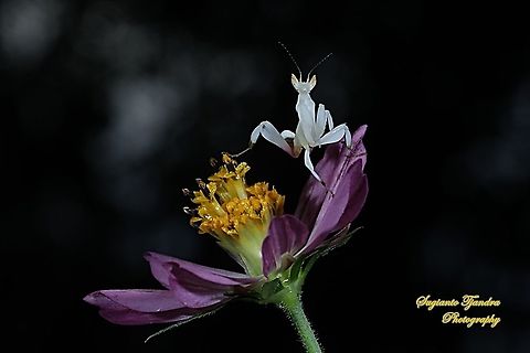 White flower mantis, Hymenopus (Hymenopodidae) standing on the Bunga Kenikir Ungu (Cosmos caudatus)  Cosmos caudatus,Geotagged,Indonesia,Kenikir,Summer