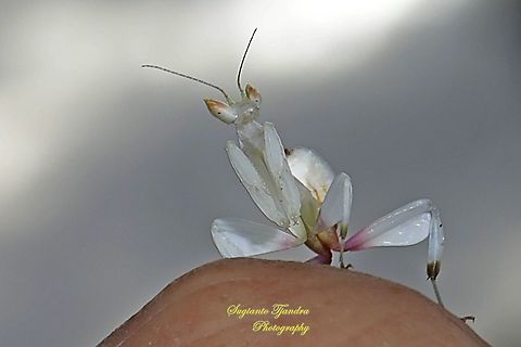 White flower mantis, Hymenopus (Hymenopodidae) - "it looks like dark clouds want to rain"  Geotagged,Indonesia,Summer