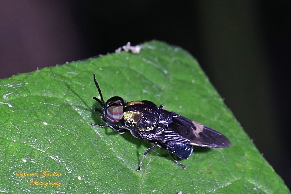 Soldier fly, Ptilocera sp (Stratiomyidae)  Geotagged,Indonesia,Summer