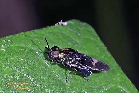 Soldier fly, Ptilocera sp (Stratiomyidae)  Geotagged,Indonesia,Summer