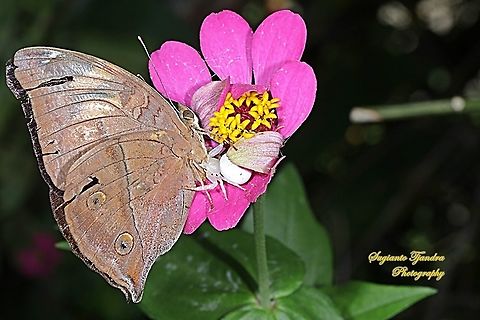 Autumn leaf butterfly, Doleschallia bisaltide (unlucky fate when sucking nectar was ambushed by a white crab spider)  Autumn leaf,Doleschallia bisaltide,Geotagged,Indonesia,Summer