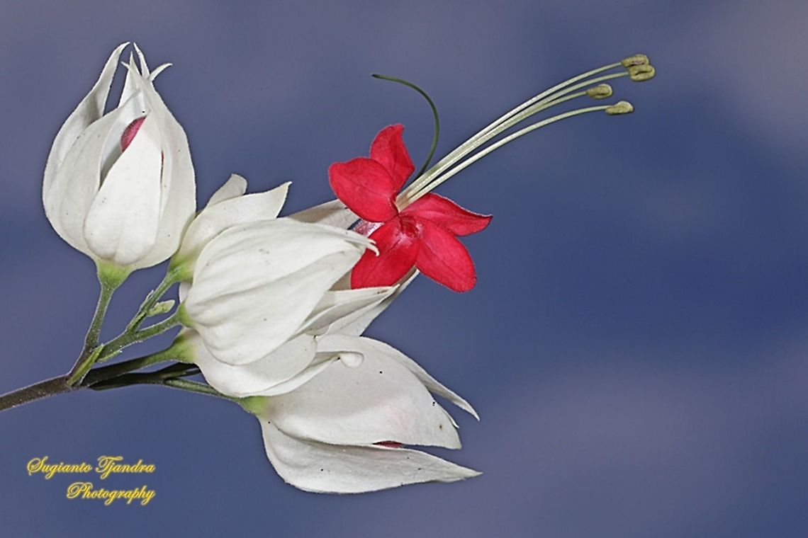 "Nona makan sirih", The White Bleeding Heart Vine, Clerodendrum thomsoniae  Clerodendrum thomsoniae,Fall,Geotagged,Indonesia