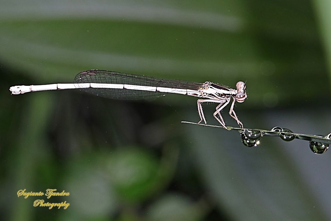 Yellow Bush Dart, Copera marginipes Sp, Platycnemididae - Female  Copera marginipes,Geotagged,Indonesia,Summer,Yellow bush dart
