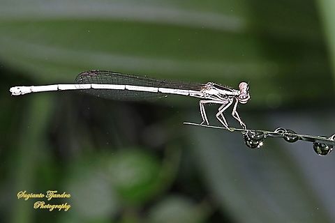 Yellow Bush Dart, Copera marginipes Sp, Platycnemididae - Female  Copera marginipes,Geotagged,Indonesia,Summer,Yellow bush dart