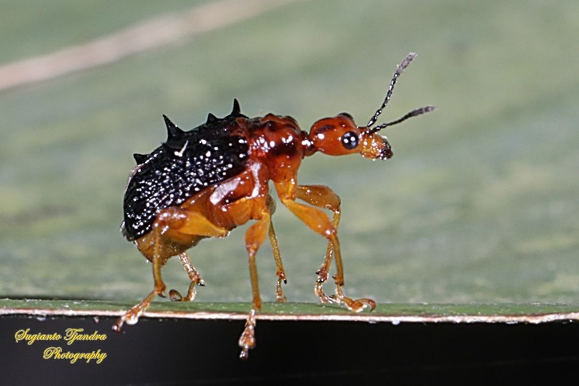 Spiny Giraffe Weevil (Cycnotrachelus sp), Hoplapoderus hystrix  Geotagged,Hoplapoderus hystrix,Indonesia,Summer