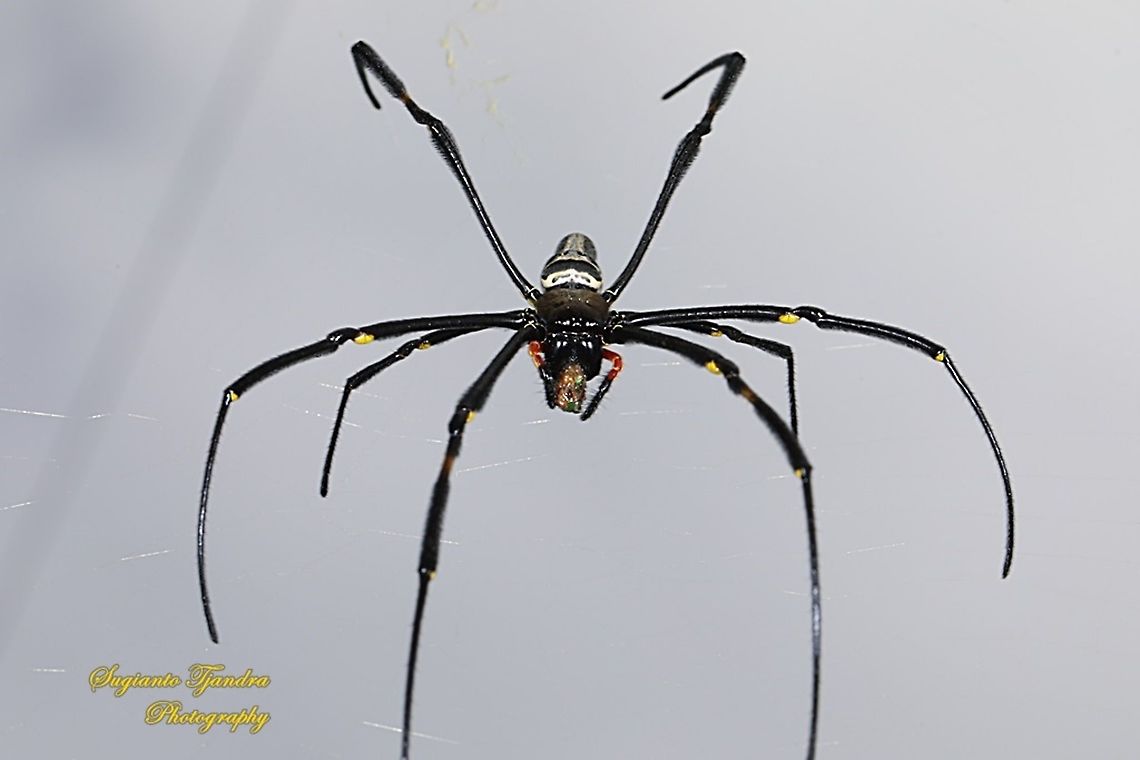 Golden orb-web spider, Nephila Pilipes w/prey  Geotagged,Indonesia,Nephila pilipes,Summer