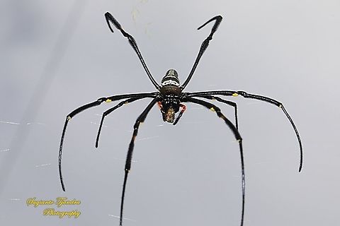 Golden orb-web spider, Nephila Pilipes w/prey  Geotagged,Indonesia,Nephila pilipes,Summer