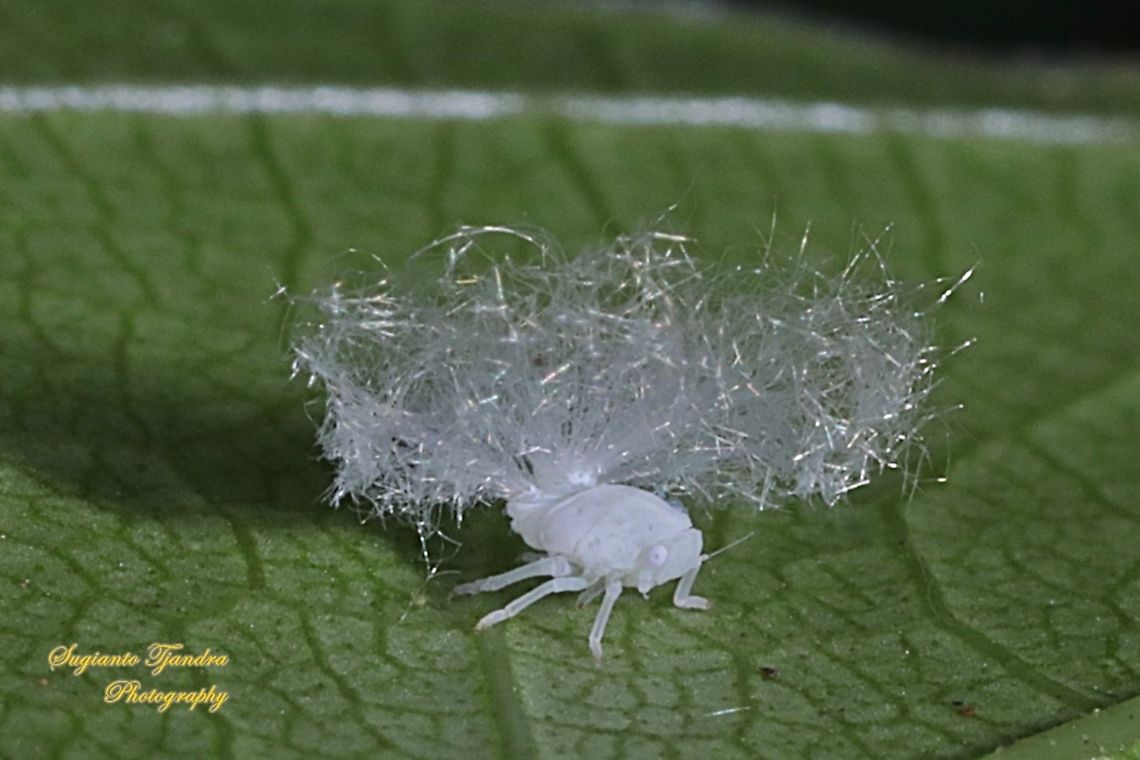Ricaniid Planthopper Nymph (Ricaniidae)  Geotagged,Indonesia,Summer